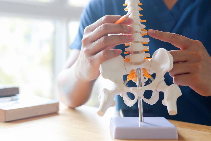 the image shows a doctor or physical therapist working with a spinal cord model.